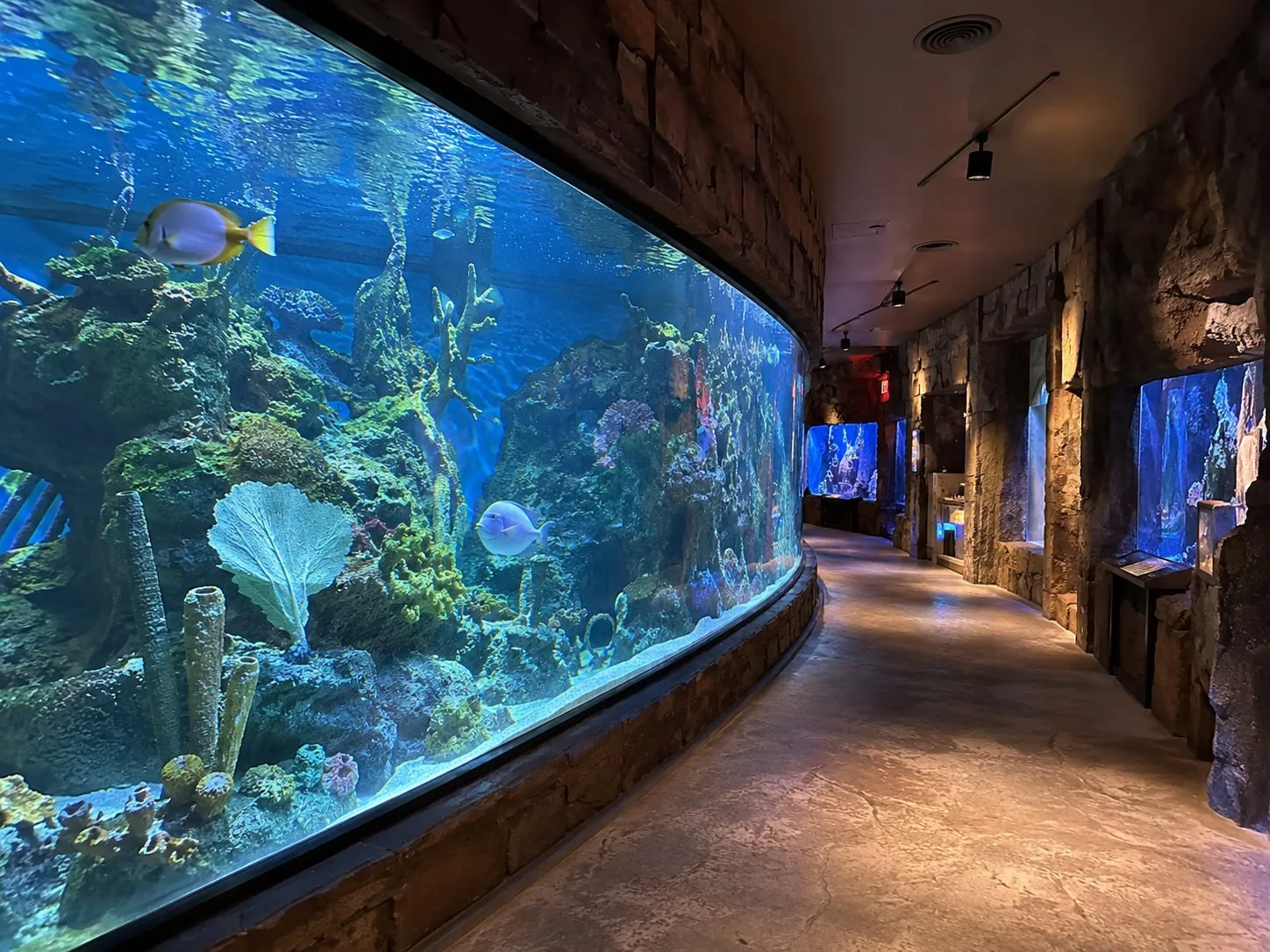 Curved reef exhibit viewing window along a themed retail walkthrough gallery