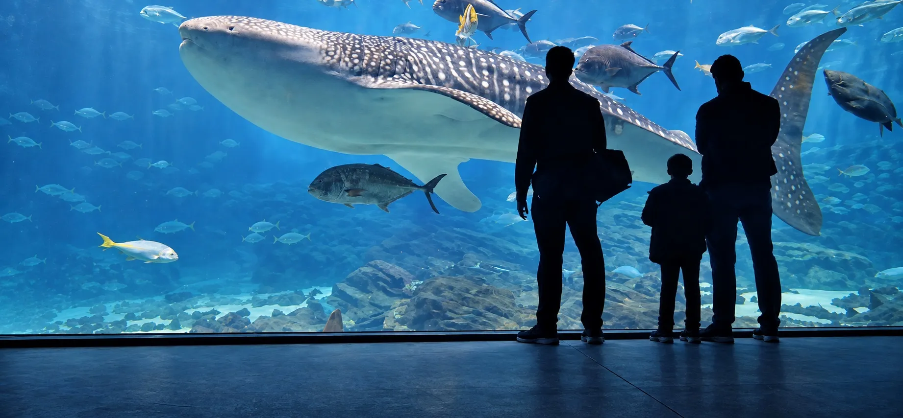 Visitors silhouetted against a large aquarium exhibit with a whale shark